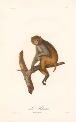 Rhesusmakak (Simia Rhesus)