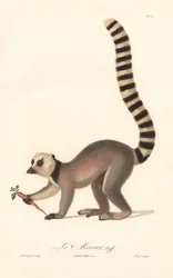 Ringsvanslemur (Lemur catta)