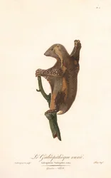 Fläckig flygande lemur (Galeopithecus variegatus)