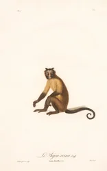 Tuffkapucin (Simia fatuellus)