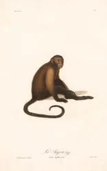 Tuftad kapucinapa (Simia apella)