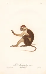 Variant av Grivet-apan (Simia aethiops v.a.)