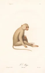 Vithandad gibbon (Simia alys)