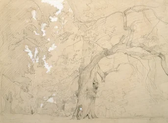 Ung man framför en stor ek, ca 1840 (penna och gouache på papper)