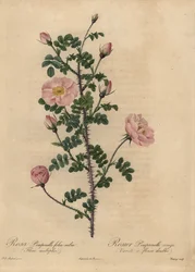 Rosa Burnetrosa, Rosa pimpinellifolia.