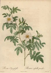 Vit ros, Rosa clynophylla.