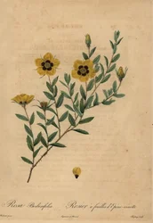 Gul ros, Rosa berberifolia.