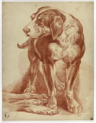 Hound stående