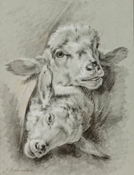 Studie av två får, 1768 (krita och tvätt på papper)