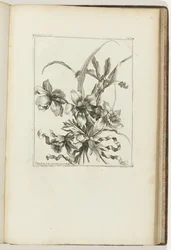 Knuten bukett Les Petits Bouquets (serietitel)