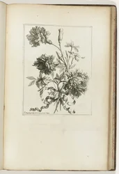 Inbunden bukett Les Petits Bouquets (serietitel)