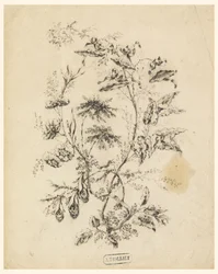 Teckning, gren av ett fantastiskt träd, 1775-1800
