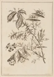 Blomgren