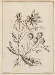 Blomgren
