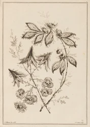 Blomgren