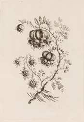 Flower Branch, från "Fleures Persannes"