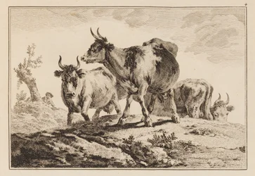 Plåt 4, från "Anteckningsbok med sex ark oxar och kor"