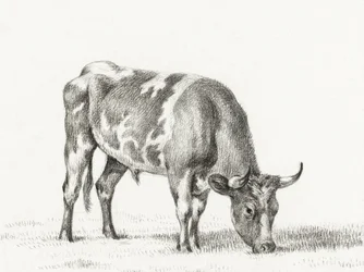 Betande tjur