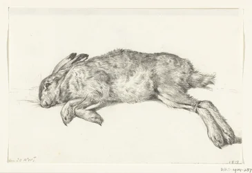 Liggande död hare