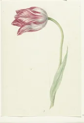 Rosa tulpan
