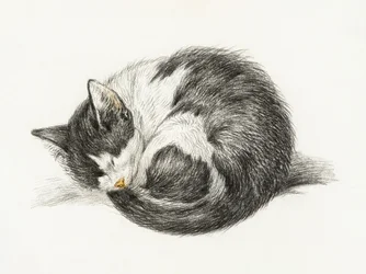 En ihoprullad, liggande, sovande katt (1825)