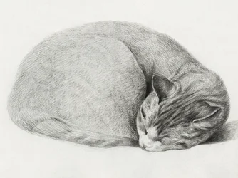 En hopkurad, sovande katt av Jean Bernard (1775–1883)