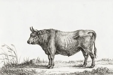 Stående tjur