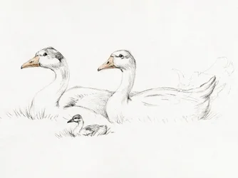 Två gäss med en unge (1775–1833)