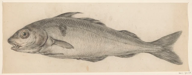 Fisk, till vänster
