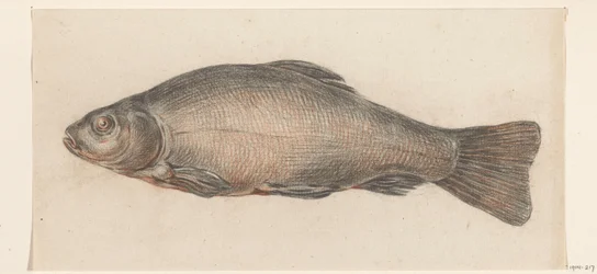 Fisk, till vänster