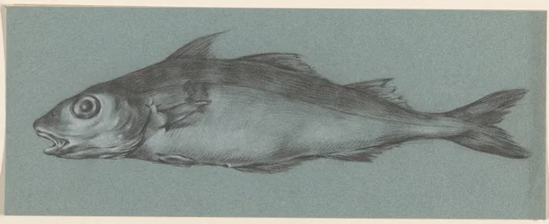 Fisk, till vänster