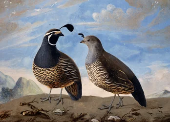 Ett par kaliforniska rapphöns, akvarell av Prevost, från minuters resa gjord av Jean-Francois de Galaup de La Perouse (1741-1788) mellan 1785 och 1788