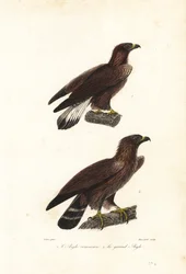 Kungsörn, Aquila chrysaetos.