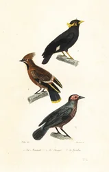 Hill myna, Bohemian waxwing och coleto.