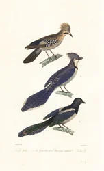 Jay, blue jay och skata.