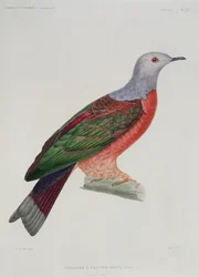 The Bleeding Heart Dove, illustration från 