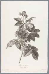 franska roos Rose de Provins / Rosa Gallica L. (titel på objekt) Blommor hämtade från naturen (...) (serietitel)