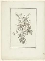 Bukett med lilja Belle de Jour (titel på objekt) IIe Cahier de Bouquets (serietitel)