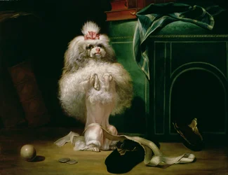 En hund av rasen Havannah, 1768