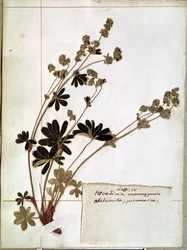 Alchemilla, från ett herbarium (pressade blommor)