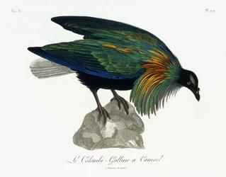 Nicobar Pigeon, 1799-1808