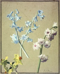 En blå och en lavendelhyacint och en gul narcissus, c.1805