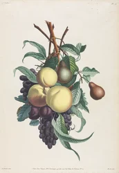 Samling av blommor och frukter: Grenar av rousselet, persika, plommon och druva