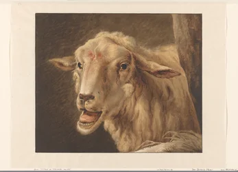 Fårhuvud