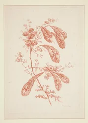 Utan titel (Ideala blommor), från en uppsättning om sex