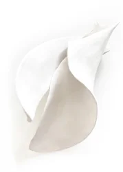 Vita, harmoniska kurvor