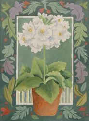Vit Primula (akryl)