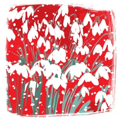 Snödroppar