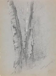 Study of Birch Trunks Scribners