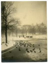 Vanligt med duvor, Boston, USA, c.1902-10